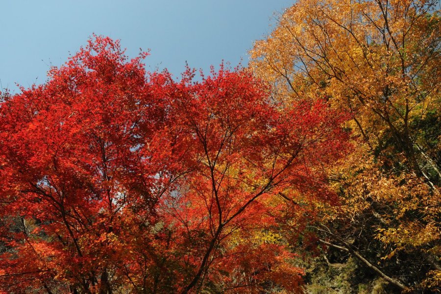 🏞️ 베후 협곡(베후쿄) 이미지 6